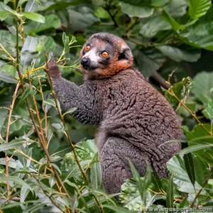 Eulemur mongoz (lémur mangouste)