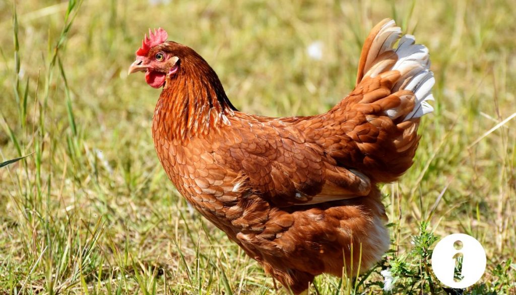 Les effets du Ronaxan sur la ponte des œufs chez les poules