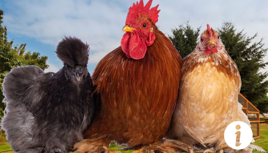 Les races de poules les plus silencieuses pour un élevage discret