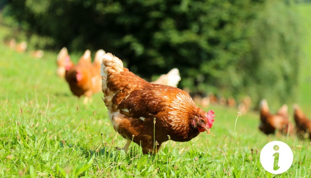 Comment soigner un bec abîmé chez une poule ? Solutions et traitements