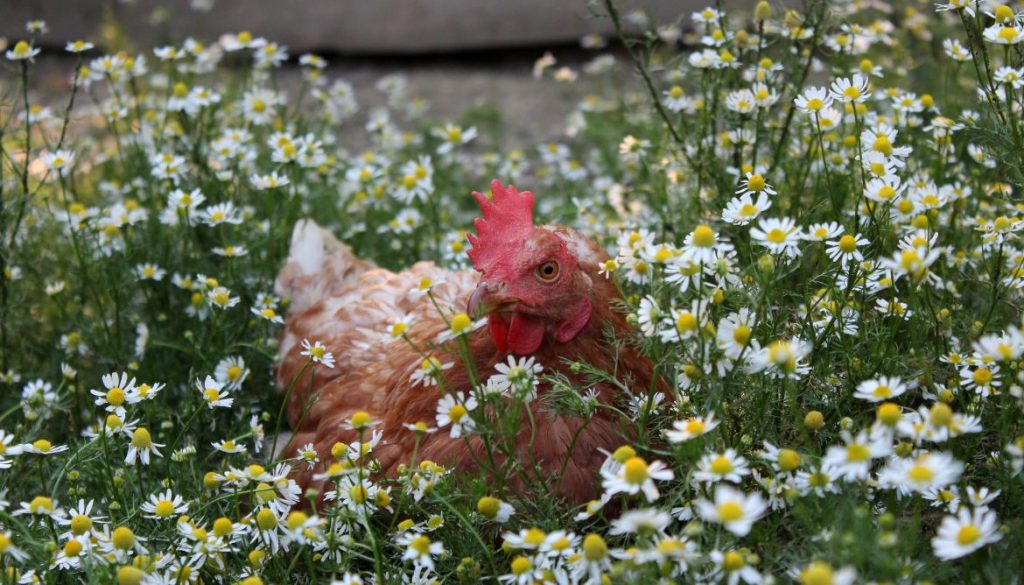 Pourquoi ma poule ne tient plus sur ses pattes ? Causes et solutions