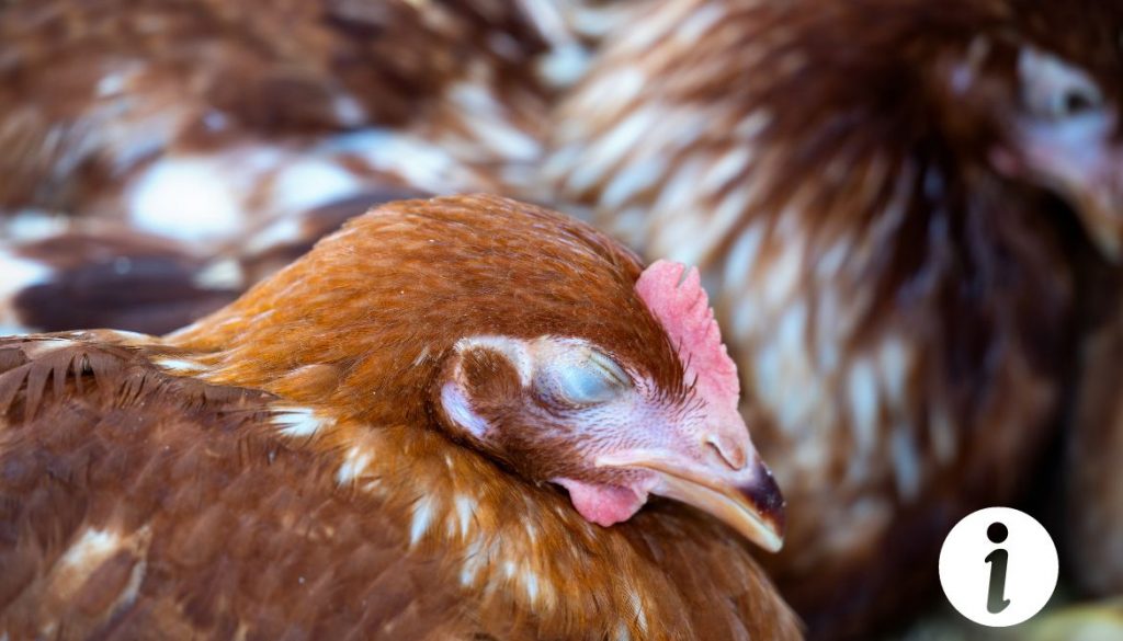 Pourquoi mes poules ne dorment-elles pas dans le poulailler ? Solutions pratiques