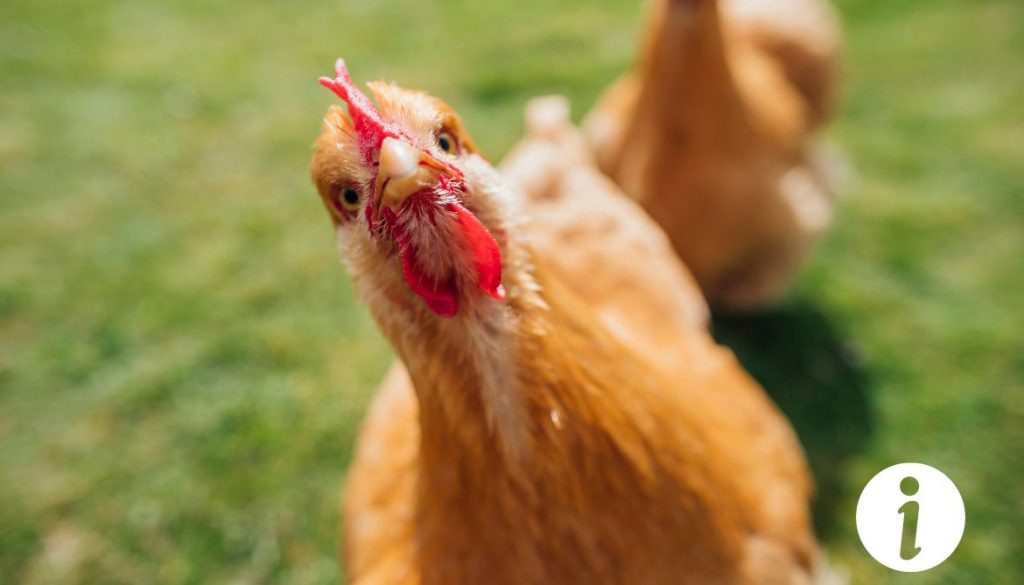 Quand et comment vider un poulet après l'abattage ? Guide complet